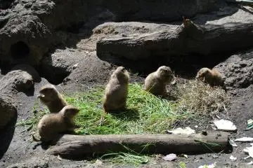 Le Zoo d'Ueno