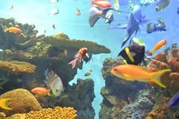 Le Tokyo Sea Life Park
