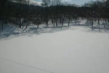 <p>The local birdlife leaves tracks in the fresh snow</p>