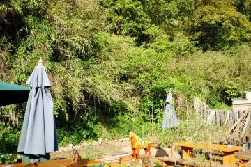 The back garden