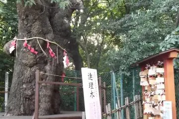 The 'Marital Tree'