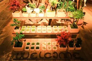 Plants for sale