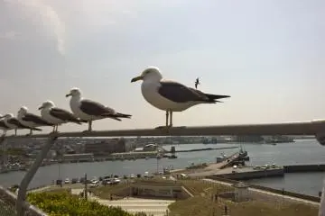 Seagulls waiting for treats
