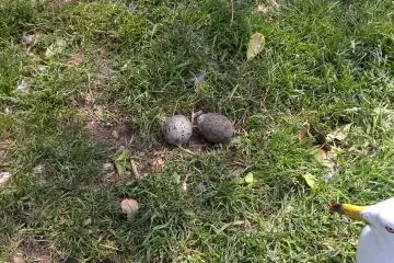 A seagull watching over her eggs on Kabushima