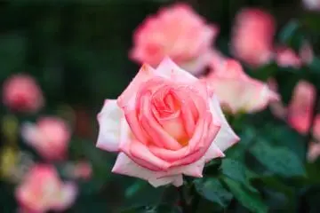 Pink rose