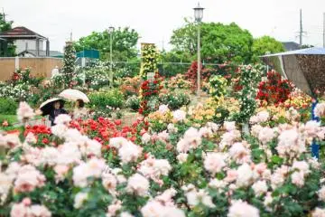 Wakasono Park