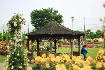 A woman taking photos of the beautiful flowers
