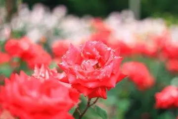 Red rose