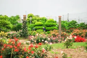 Visitors of the park are mostly elderly