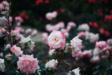 Mix of pink and white color on the rose