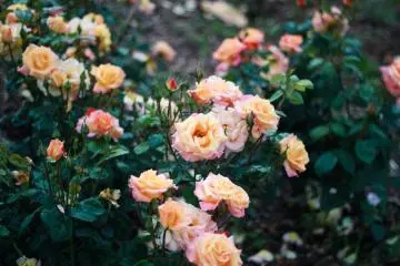 Pink and yellow tinted roses
