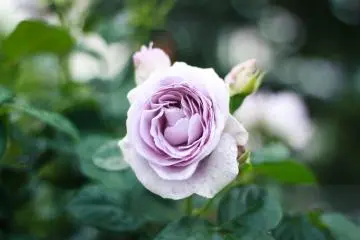 Lavender rose