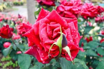 Red rose