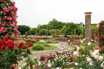 Park visitor admiring the flowers