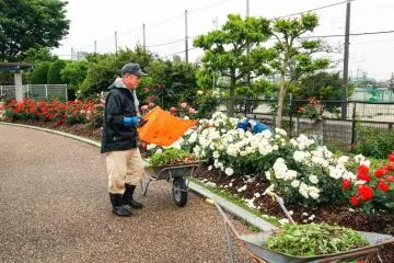 The roses are well-taken care of by gardeners