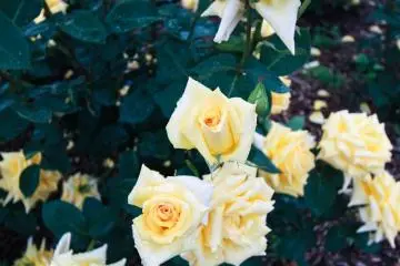 Yellow roses