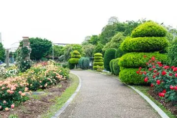 Yew trees along the park's walkway
