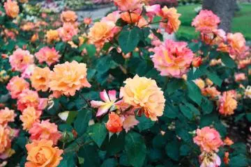 Pink, orange and yellow tinted roses