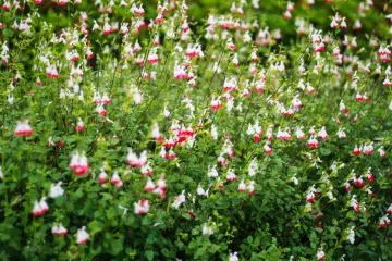Flowers bloom at the park