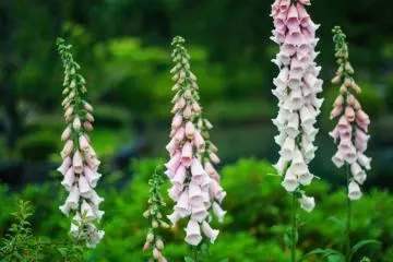 Flowers bloom at the park