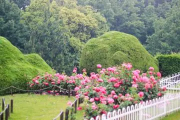 Roses start to bloom at this time of the year