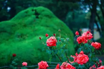 Close-up view of the roses
