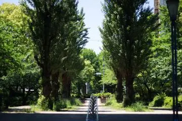 The park is surrounded by tall trees