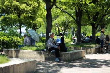 A man gazing at birds in the trees