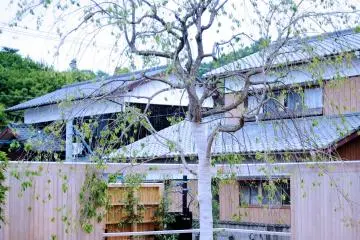 A lone tree becomes a sculptural piece