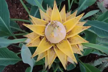 Cactai in full bloom.