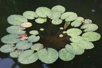 Water lilies.