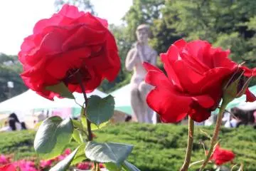 Japanese rose overlooking a statue.