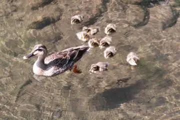 Ducklings following mother.