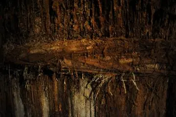 Mould is an essential ingredient in the fermentation process