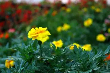 Abundant flowers paint the environment with colors
