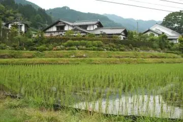 Rice paddies - full of water and newly planted rice seedlings