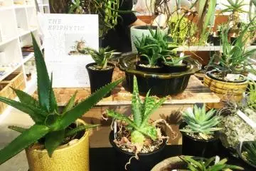 The Epiphytic - Bizarre Plants Showcase