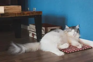 Sleepy Jack the Norwegian Forest Cat