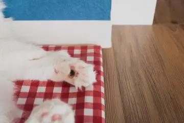 Pink little paws