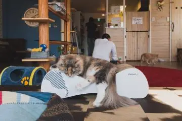 Mei and Maine Coon cat