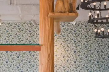 Camouflage? 
