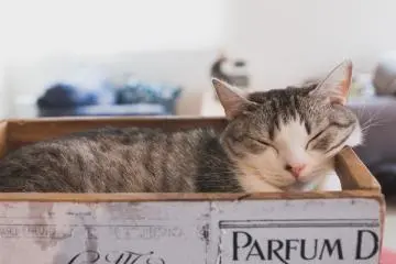 Luna the Munchkin
