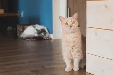 Yoshiko the British Shorthair