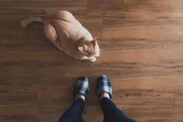 Ball of fluff at my feet
