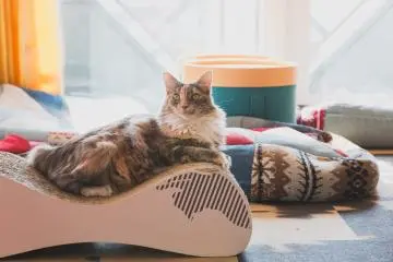 Elegant 