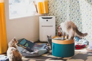 Naughty kitties around a customer's drink