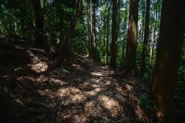 Kamo Path