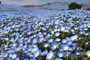 Field Of Millions Of Flowers