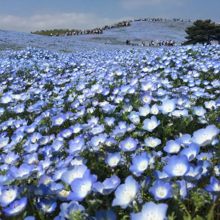ミキプルーン FLOWER.さん専用 Field Of Millions Of Flowers - Ibaraki - Japan Travel