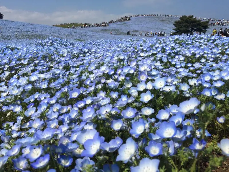 Field Of Millions Of Flowers - Ibaraki - Japan Travel
